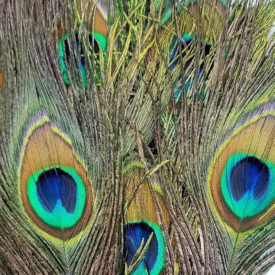 Peacock Eyes - Togens Fly ShopFly Tying Materials