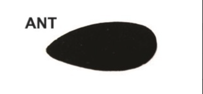 Ant Body Foam