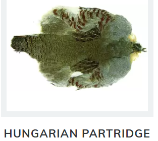 Hungarian Partridge