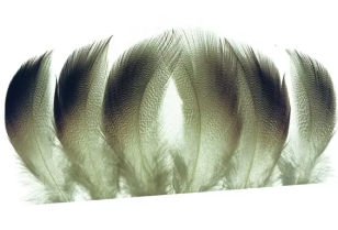 Mallard Bronze Flank