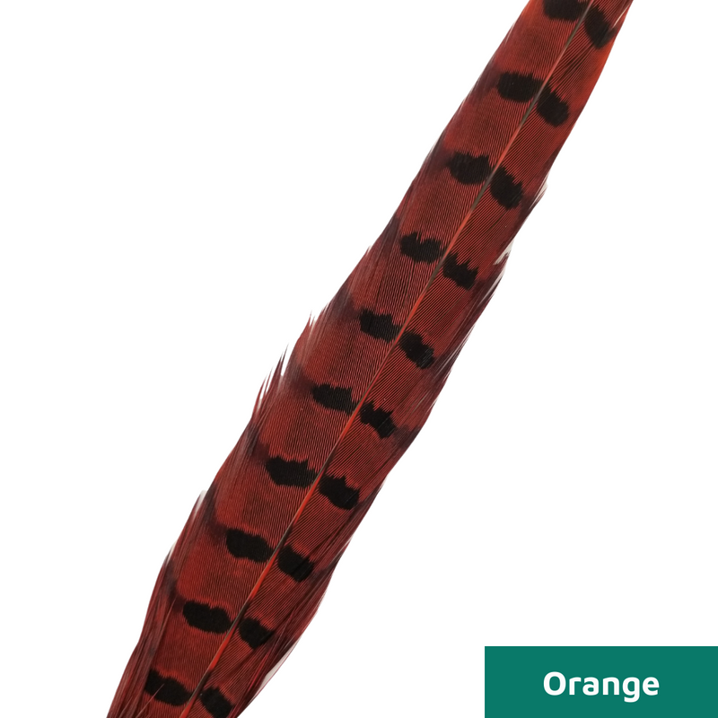 Ringneck Pheasant Side Tails