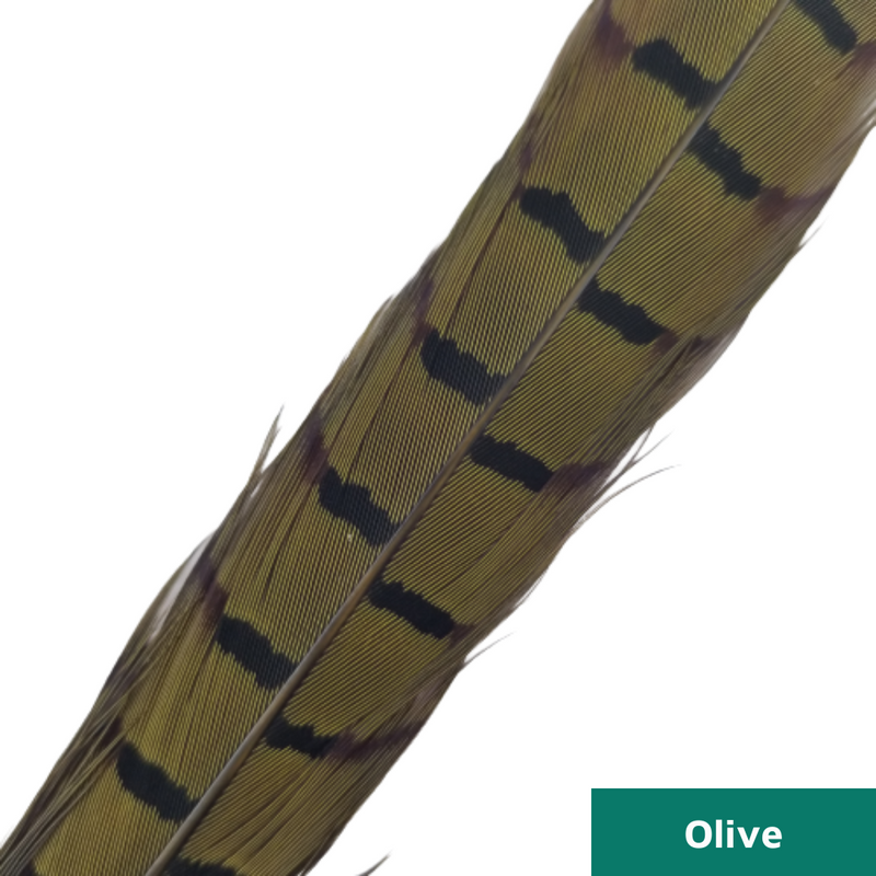 Ringneck Pheasant Side Tails