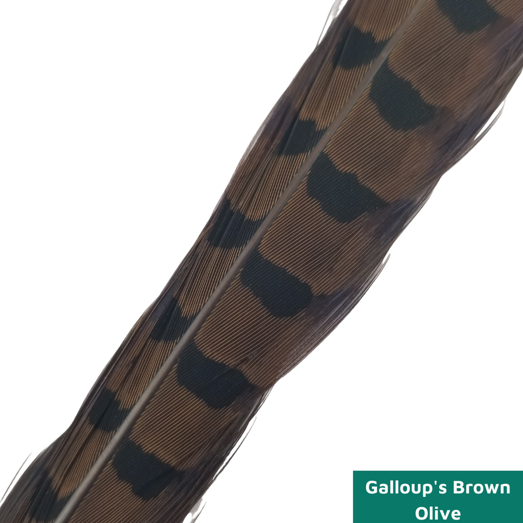 Ringneck Pheasant Side Tails