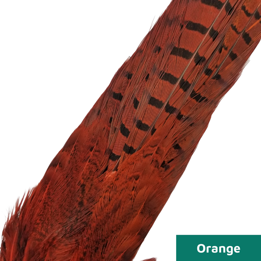 Ringneck Pheasant Tail Clump