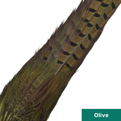 Ringneck Pheasant Tail Clump